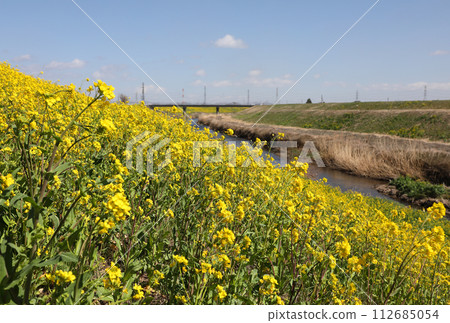 Rape blossoms and blue sky 112685054