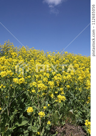 Rape blossoms and blue sky Rape blossoms and blue sky 112685056