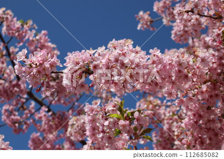 粉紅色的櫻花在藍天的映襯下綻放 112685082