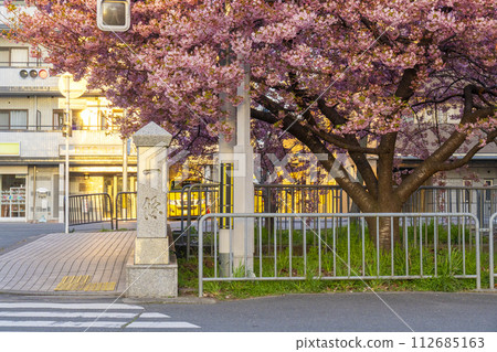 Kyoto in spring: Kawazu cherry blossoms at Ichijo Momodobashi Bridge 112685163