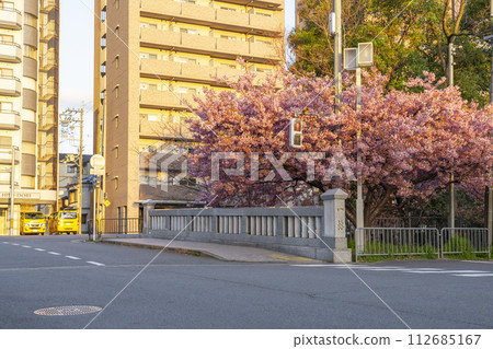 Kyoto in spring: Kawazu cherry blossoms at Ichijo Momodobashi Bridge Kyoto in spring: Kawazu cherry blossoms at Ichijo Momodobashi Bridge 112685167