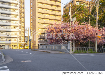 Kyoto in spring: Kawazu cherry blossoms at Ichijo Momodobashi Bridge Kyoto in spring: Kawazu cherry blossoms at Ichijo Momodobashi Bridge 112685168
