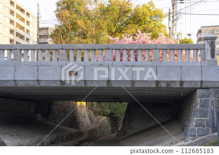 春天的京都：一座桃橋的河津櫻花 112685183