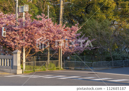 Kyoto in spring: Kawazu cherry blossoms at Ichijo Momodobashi Bridge Kyoto in spring: Kawazu cherry blossoms at Ichijo Momodobashi Bridge 112685187