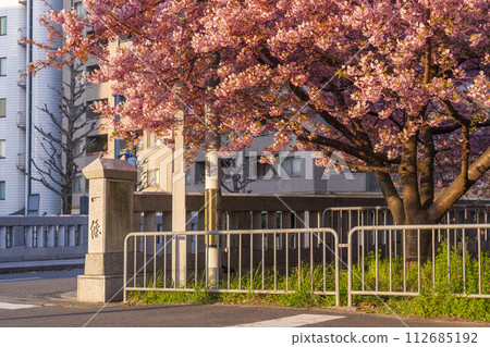 春天的京都：一座桃橋的河津櫻花 112685192