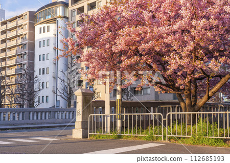 Kyoto in spring: Kawazu cherry blossoms at Ichijo Momodobashi Bridge Kyoto in spring: Kawazu cherry blossoms at Ichijo Momodobashi Bridge 112685193