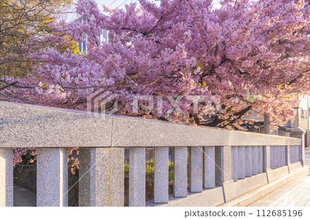 春天的京都:一座桃橋的河津櫻花 春天的京都:一座桃橋的河津櫻花 112685196