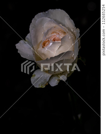 Shape and colors of imperfect roses that bloom in Tropical climates Shape and colors of imperfect roses that bloom in Tropical climates 112685254