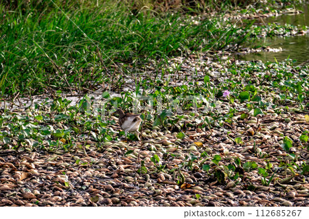 A Pond heron walking for food on a raft of water hyacinths A Pond heron walking for food on a raft of water hyacinths 112685267