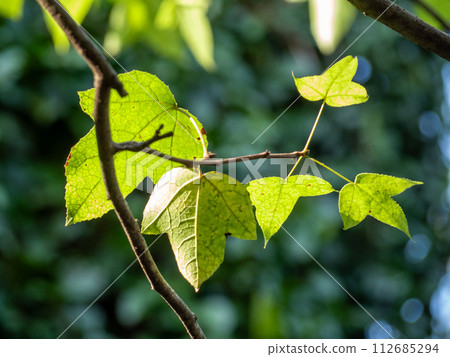 Three-lobed leaves of maple Acer buergerianum 112685294