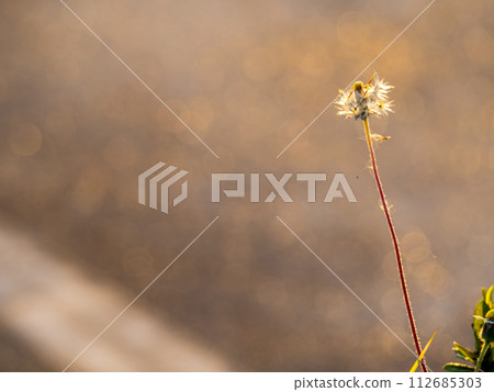 The seed of a Tridax Daisy flower when withering 112685303