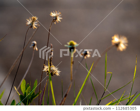 The seed of a Tridax Daisy flower when withering The seed of a Tridax Daisy flower when withering 112685305