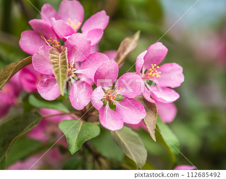 Fresh pink flowers of a blossoming apple tree with blured background 112685492