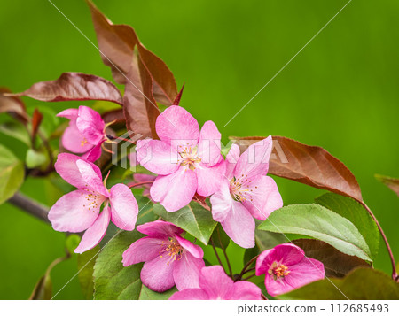 Fresh pink flowers of a blossoming apple tree with blured background 112685493