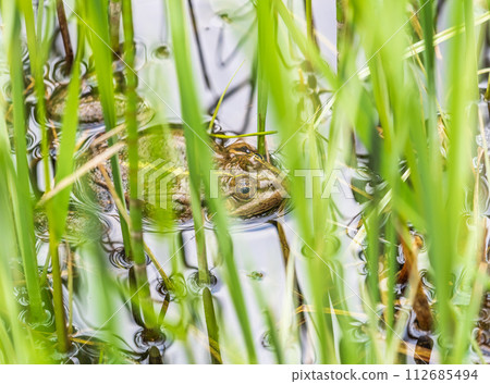 A large green frog sits in the marsh. A large green frog sits in the marsh. 112685494