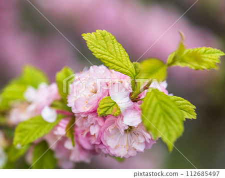 Beautiful Pink Flowers of Prunus triloba, Blossom, pink flowers. Prunus triloba, sometimes called flowering plum or flowering almond, a name shared with Prunus jacquemontii Beautiful Pink Flowers of Prunus triloba, Blossom, pink flowers. Prunus triloba, sometimes called flowering plum or flowering almond, a name shared with Prunus jacquemontii 112685497