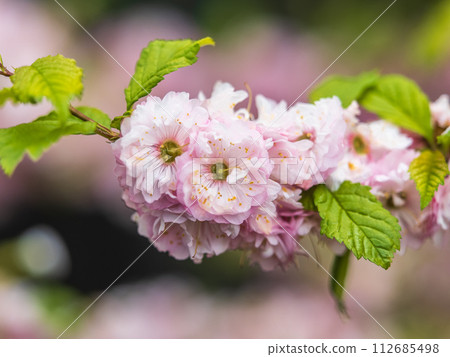 Beautiful Pink Flowers of Prunus triloba, Blossom, pink flowers. Prunus triloba, sometimes called flowering plum or flowering almond, a name shared with Prunus jacquemontii Beautiful Pink Flowers of Prunus triloba, Blossom, pink flowers. Prunus triloba, sometimes called flowering plum or flowering almond, a name shared with Prunus jacquemontii 112685498