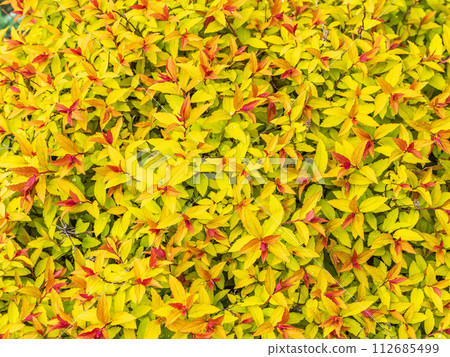 Branches of bushes with young dark red and orange leaves. Branches of bushes with young dark red and orange leaves. 112685499