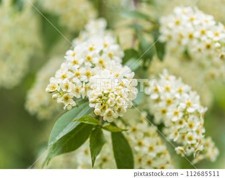 White flowers blooming bird cherry. Close-up of a Flowering Prunus padus Tree with White Little Blossoms 112685511