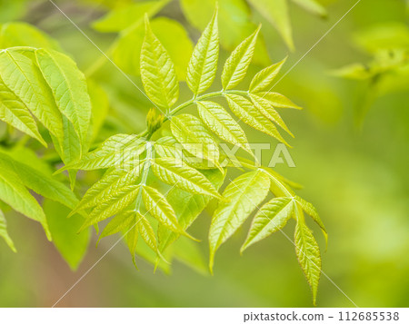 Ash tree blossoms in springtime. Leaves on sunset 112685538