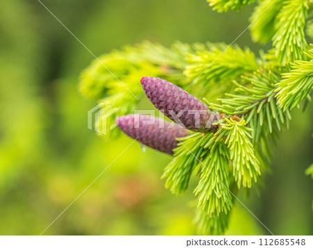 A young female cone of ordinary spruce, it is pink and its scales invitingly open in anticipation of pollen. Young cones of a Blue Spruce. 112685548