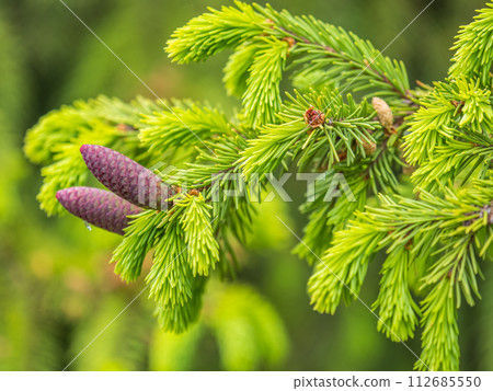 A young female cone of ordinary spruce, it is pink and its scales invitingly open in anticipation of pollen. Young cones of a Blue Spruce. A young female cone of ordinary spruce, it is pink and its scales invitingly open in anticipation of pollen. Young cones of a Blue Spruce. 112685550
