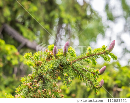 A young female cone of ordinary spruce, it is pink and its scales invitingly open in anticipation of pollen. Young cones of a Blue Spruce. 112685551