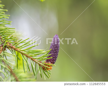 A young female cone of ordinary spruce, it is pink and its scales invitingly open in anticipation of pollen. Young cones of a Blue Spruce. A young female cone of ordinary spruce, it is pink and its scales invitingly open in anticipation of pollen. Young cones of a Blue Spruce. 112685553