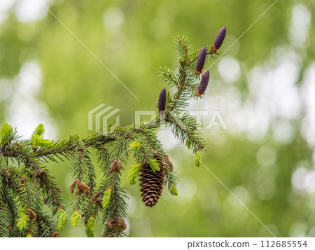 A young female cone of ordinary spruce, it is pink and its scales invitingly open in anticipation of pollen. Young cones of a Blue Spruce. 112685554