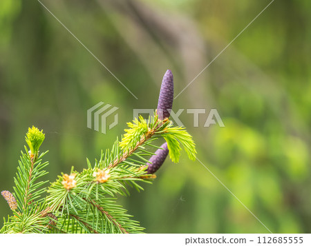 A young female cone of ordinary spruce, it is pink and its scales invitingly open in anticipation of pollen. Young cones of a Blue Spruce. 112685555