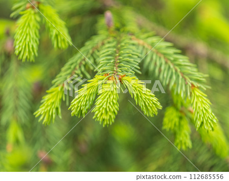 Closeup of fir branches with young buds. Spring nature concept. Fir branches with fresh shoots 112685556