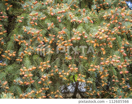 Closeup of fir branches with young buds. Spring nature concept. Fir branches with fresh shoots Closeup of fir branches with young buds. Spring nature concept. Fir branches with fresh shoots 112685566