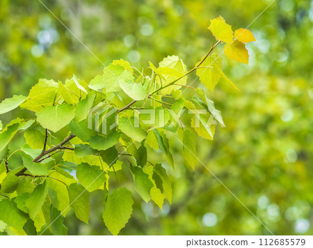 Branches with spring leaves common aspen, Populus tremula. Floral background with green spring leaves. 112685579