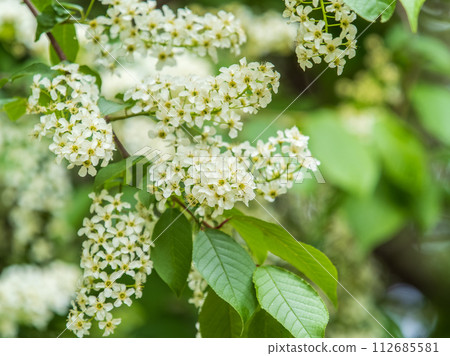 White flowers blooming bird cherry. Close-up of a Flowering Prunus padus Tree with White Little Blossoms 112685581