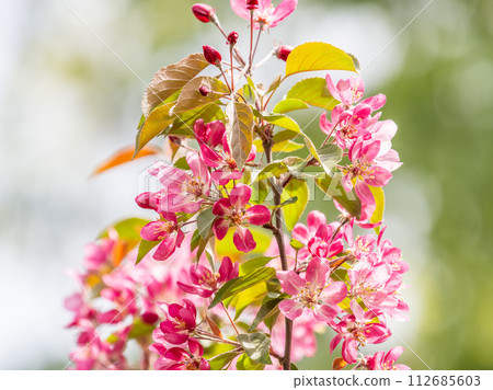 Fresh pink flowers of a blossoming apple tree with blured background Fresh pink flowers of a blossoming apple tree with blured background 112685603