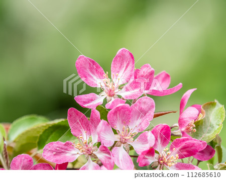 Fresh pink flowers of a blossoming apple tree with blured background Fresh pink flowers of a blossoming apple tree with blured background 112685610