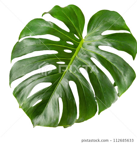 Monstera leaves with deep lobes 112685633