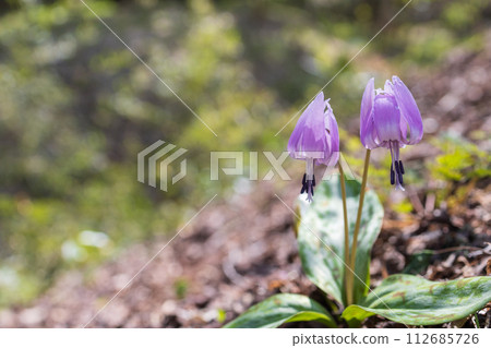 Two katakuri flowers blooming in the spring sunlight Two katakuri flowers blooming in the spring sunlight 112685726