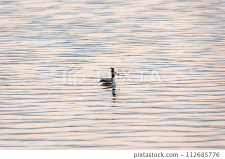 Two Great Crested Grebes swim in the lake 112685776