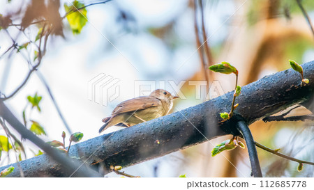 Thrush Nightingale, Luscinia luscinia. A bird sits on a tree branch and sings 112685778