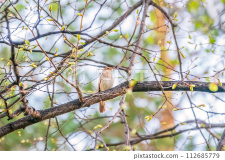 Thrush Nightingale, Luscinia luscinia. A bird sits on a tree branch and sings Thrush Nightingale, Luscinia luscinia. A bird sits on a tree branch and sings 112685779