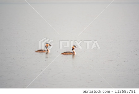 Two Great Crested Grebes swim in the lake Two Great Crested Grebes swim in the lake 112685781