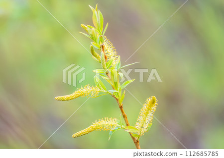 Nature awakes in spring. Blooming willow twigs and furry willow-catkins, so called seals or cats. Holly willow, Salix caprea, is a national symbol of Ukraine. 112685785