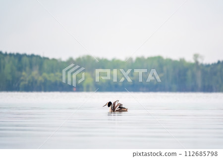 The waterfowl bird Great Crested Grebe swimming in the calm lake The waterfowl bird Great Crested Grebe swimming in the calm lake 112685798