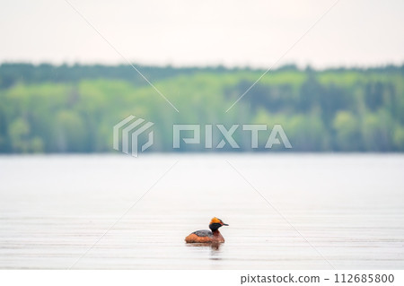 Horned grebe swimming in the lake Horned grebe swimming in the lake 112685800