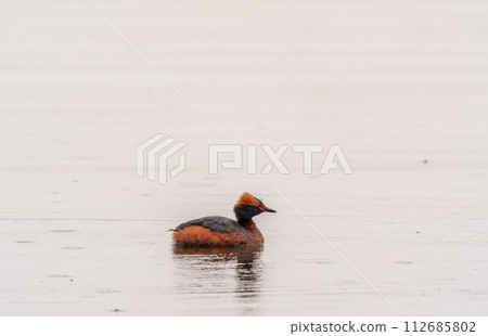 Horned grebe swimming in the lake 112685802