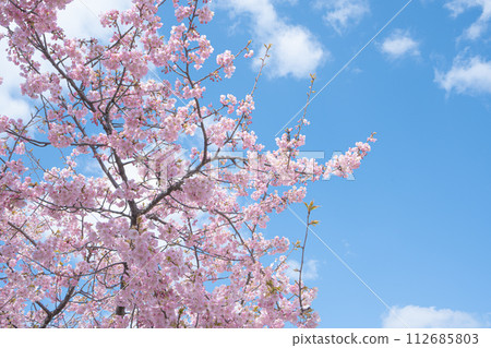 晴朗的天空和盛開的河津櫻花 112685803