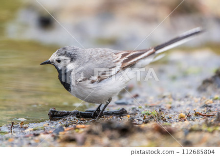 Wagtail sits on the ground with a beautiful blurred background. Wagtail sits on the ground with a beautiful blurred background. 112685804