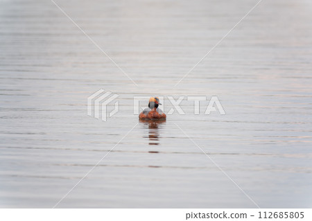 Horned grebe swimming in the lake 112685805