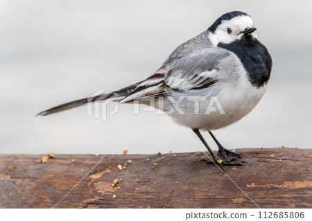 Wagtail sits on the ground with a beautiful blurred background. Wagtail sits on the ground with a beautiful blurred background. 112685806